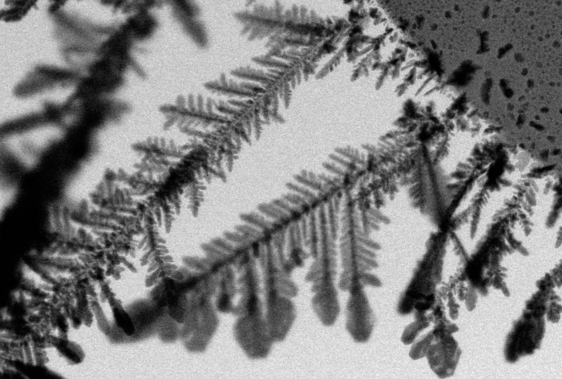 Hannah Dickinson - Silver Feathers