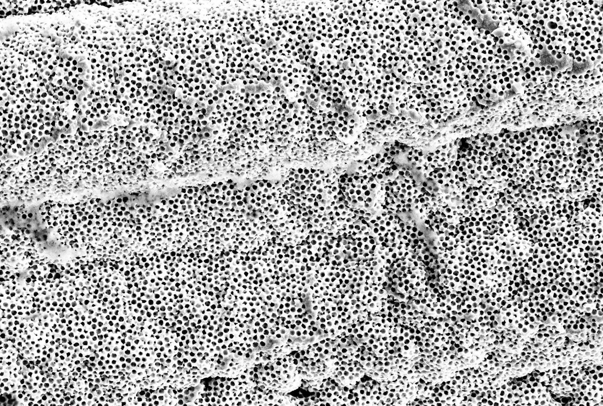 Harsh Wadhwani - Macroporous Silver