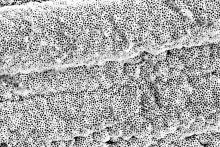 Harsh Wadhwani - Macroporous Silver